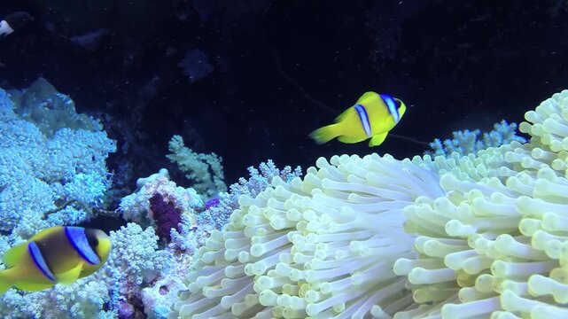 The vibrant clownfish swim gracefully near the anemone in the colorful coral reef of the Red Sea. The ecosystem thrives near Hurghada, Egypt.