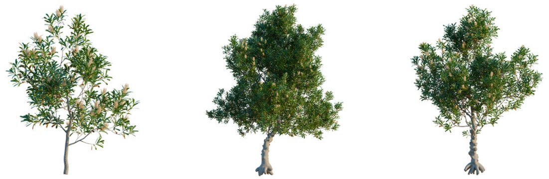 Banksia serrata tree, elevation, front view, cutout, transparent background, isolate, Detailed image of a beautiful tree with roots, perfect for nature and botanical designs.