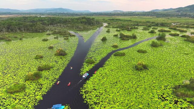 Drone aerial footage of two kayakers navigating a calm water channel surrounded by dense green lotus leaves. Scenic wetland landscape highlighting outdoor adventure and eco tourism.