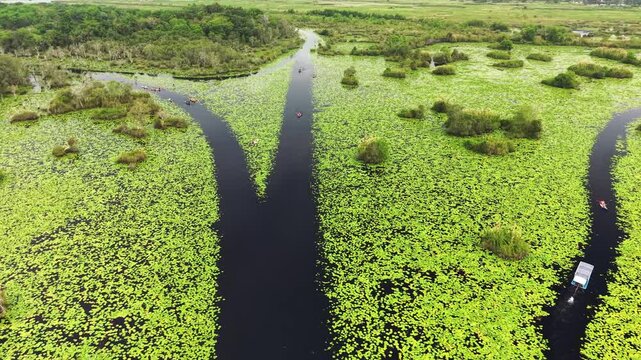 Aerial drone view of kayakers paddling through a narrow water channel surrounded by green lotus leaves. Scenic wetland landscape showcasing outdoor adventure and nature tourism.