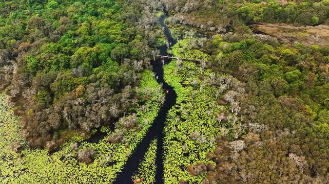 Low altitude drone footage flying 30&ndash;40 meters above a lush botanical forest in Rayong, Thailand. Dense green canopy and a winding natural stream create a peaceful tropical landscape.