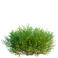 Obraz premium Goodenia ovata tree, elevation, front view, cutout, transparent background, isolate, Detailed Greenery Branch with Leaves - High Resolution Stock Image for Nature Backgrounds