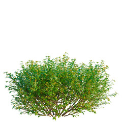 Obraz premium Goodenia ovata tree, elevation, front view, cutout, transparent background, isolate, Detailed close-up of lush green foliage with vibrant yellow details, perfect for botanical textures.