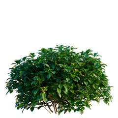 Hymenosporum flavum Lushious tree, elevation, front view, cutout, transparent background, isolate, Lush Green Jasmine Branch with Blooming Flowers, Detailed Botanical Illustration for Design