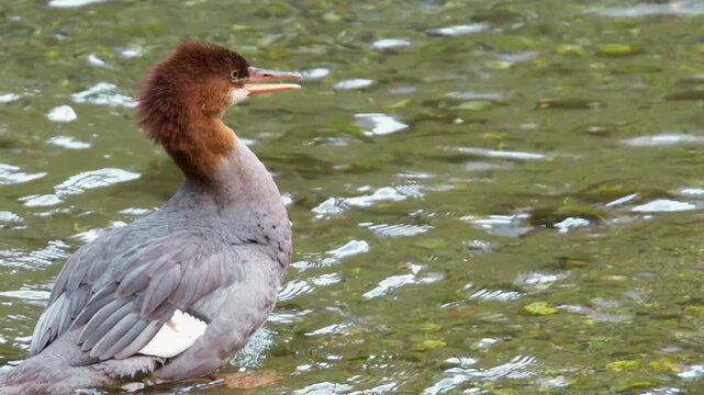 Female Merganser Floating On Shallow Wetland Water, Emitting Vocal Call For Communication, Graceful Aquatic Bird In Natural Habitat, Soft Ripples And Reflections Highlighting Wetland Wildlife Behavior