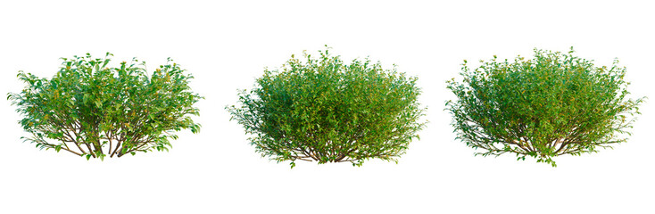 Obraz premium Goodenia ovata tree, elevation, front view, cutout, transparent background, isolate, Vibrant Green Tree Branch with Lush Foliage, Detailed Texture, Nature Photography