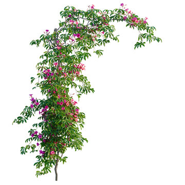 Ipomoea horsfalliae tree, elevation, front view, cutout, transparent background, isolate, Vibrant Bougainvillea Flowers Branch on Green Leaves, Close-up Floral Botanical PNG Image