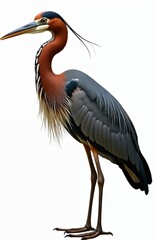Fototapeta premium Goliath heron bird stands tall with grey feathers, long beak, reddish-brown neck. Isolated on white, this large wading bird shows intricate plumage details, perfect for nature, wildlife content.