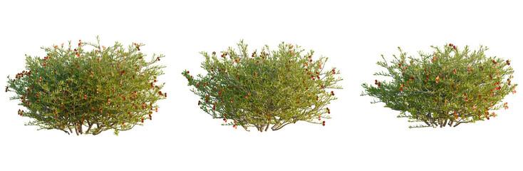 Nitraria billardierei tree, elevation, front view, cutout, transparent background, isolate, Vibrant berry bush with lush green foliage, detailed close-up for nature and garden imagery. © DH Tree Stock