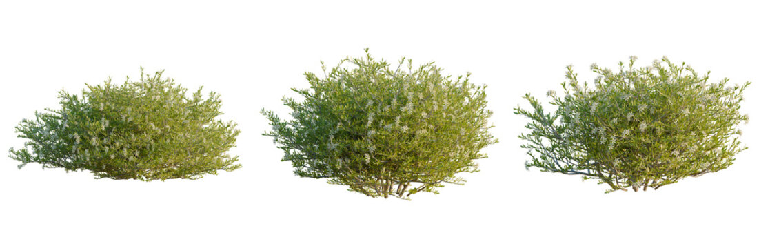 Nitraria billardierei tree, elevation, front view, cutout, transparent background, isolate, Detailed Green Shrubbery Plant Close-Up, Natural Garden Foliage, Lush Greenery, Botanical Texture