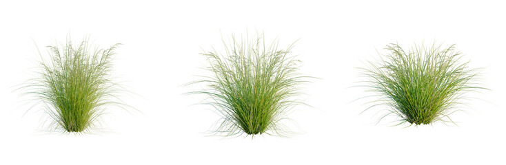 Poa labillardieri Eskdale tree, elevation, front view, cutout, transparent background, isolate, Lush Green Grass Field, Detailed Texture, Natural Landscape, Springtime Scene, Meadow Background