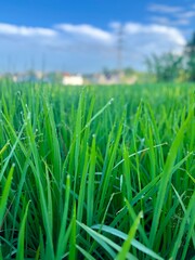 Obraz premium green grass with water drops. rice plants that are still green in the morning