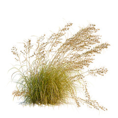 Fototapeta premium Themeda triandra tree, elevation, front view, cutout, transparent background, isolate, Detailed grassy field texture, natural green turf, close up of blades, vibrant background, lush, photorealistic