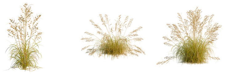 Naklejka premium Themeda triandra tree, elevation, front view, cutout, transparent background, isolate, Golden Wheat Field Texture, Close-Up, Rural Landscape, Agriculture, Harvest, Autumn, Season