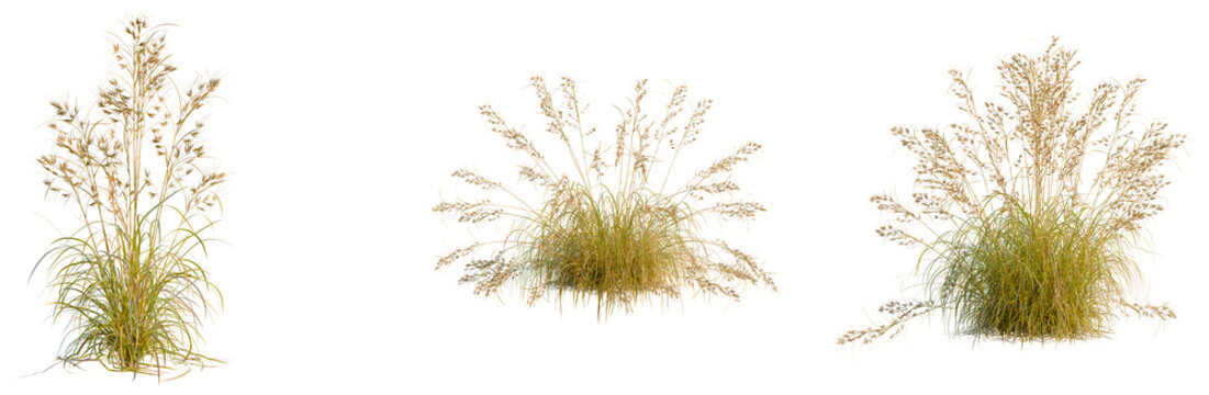 Themeda triandra tree, elevation, front view, cutout, transparent background, isolate, Golden Wheat Field Texture, Close-Up, Rural Landscape, Agriculture, Harvest, Autumn, Season