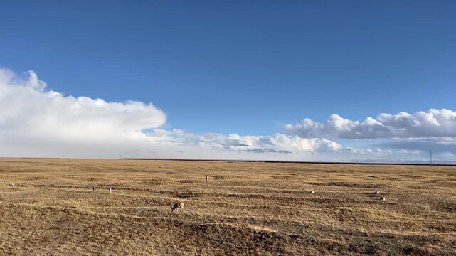 A Tibetan antelope grazes peacefully across a vast golden grassland beneath a bright blue sky.