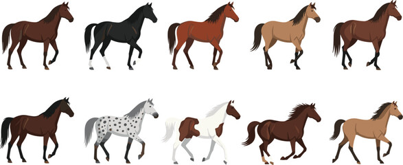 Horse Breeds Collection with Different Coat Colors Running and Standing Farm Animals Illustration Set © SM