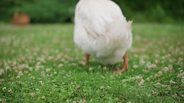 Feet trampling lush green grass. Close view of goose feet in vibrant pasture environment. Detailed image capturing goose toes as it walks through thriving pastureland with gentle feeding motion