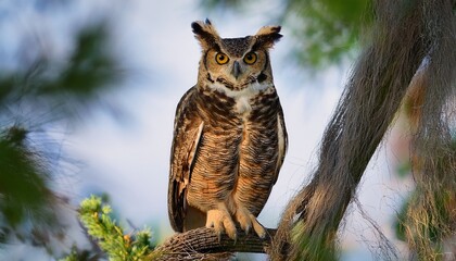 Obraz premium A Great Horned Owl In Florida