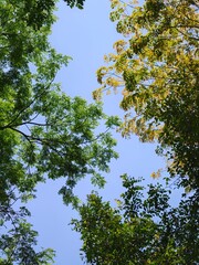 Obraz premium Upward view of leafy tree canopy forming a natural frame around clear blue sky, with mixed green and yellow foliage suggesting late summer or early autumn, tranquil outdoor nature background.