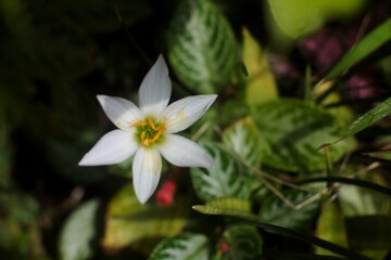 Close up shot of elegant white Zephyranthes candida or Rain Lily blooming under sunlight with dark moody background.