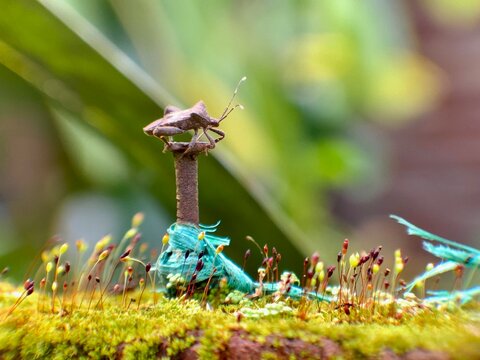 Brown bug perched on a rusty nail tip in green moss macro