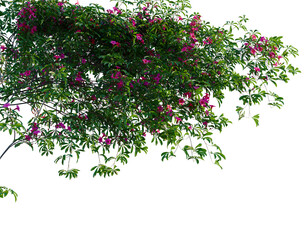 Ipomoea horsfalliae tree, corner view, cutout, isolate, transparent background, Vibrant pink bougainvillea flowers with green leaves, close-up for floral design and nature backgrounds