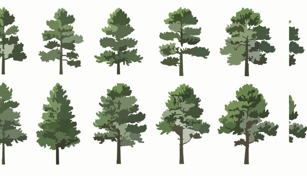 Pinus Sylvestris Pine Tree Clusters Vector Illustration Evergreen Forest Woodland Design Isolated on White