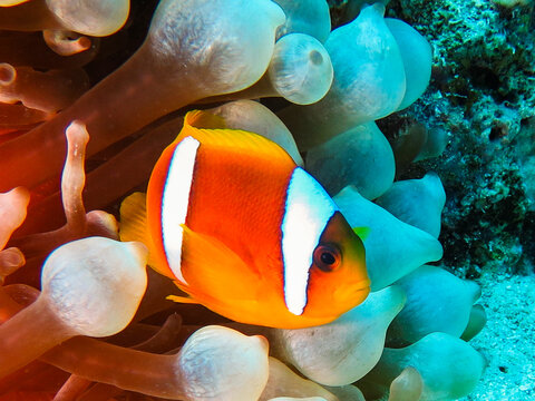 Clown fish from the Red Sea