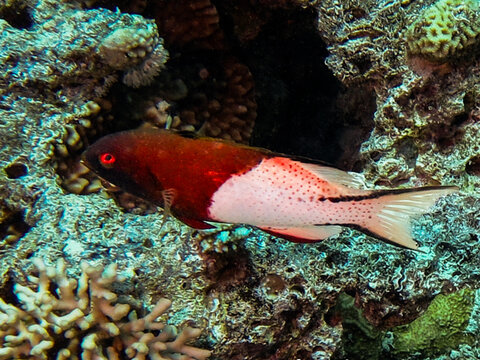 Lyretail hogfish from the Red Sea