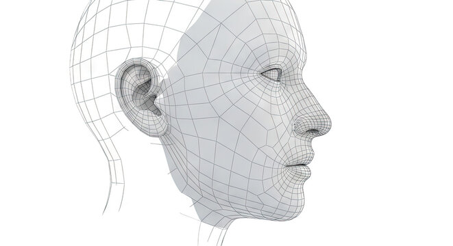 Wireframe Head Model