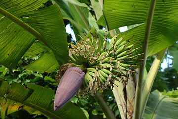 Vibrant green banana tree showcasing a large cluster of developing fruit and a striking purple blossom, symbolizing tropical growth and natural abundance © nab