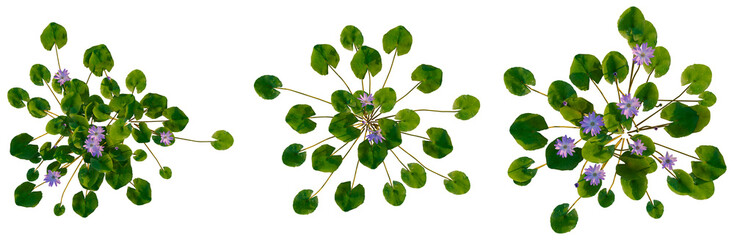 Nymphaea Purple tree plan, top view, cutout, transparent background, isolate, Delicate Purple Flowers on Green Leaves, Close-Up Photography, Floral Pattern, Natural Beauty