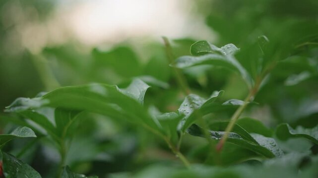Morning plant scene. Dewy foliage with sunlight. Serene garden scene showcasing vibrant green leaves and dew. Vivid green leaves with moisture and gentle sunlight in peaceful garden setting