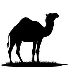 Majestic camel standing on grassy terrain in dramatic silhouette