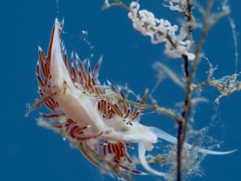 Nudibranch Cratena perigrina with eggs