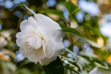 Alba Plena, camellia Japonica flower grown in a garden in Madrid