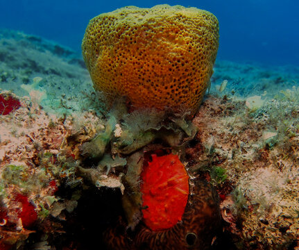 Thorny oyster covered with red sponge