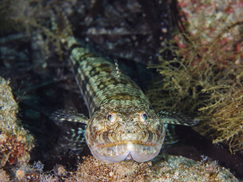 Lizard fish from Cyprus, Mediterranean Sea