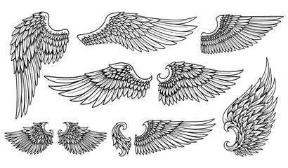 Ornamental fantasy wing designs vector collection on white © Md
