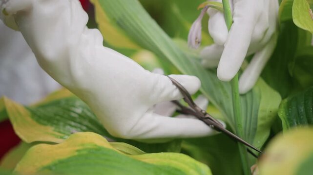 Closeup hosta leaves trimmed with snips showing variegated foliage and gloved hands, precise cuts, dew and texture detail, greenhouse or garden bed setting, methodical horticulture maintenance