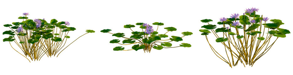 Nymphaea Purple tree, elevation, front view, cutout, transparent background, isolate, Vibrant green...