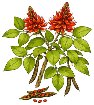 Erythrina variegata illustration art