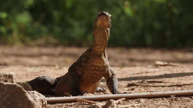 A Komodo dragon sitting with front body elevated surveying the surroundings and showing its forked tongue