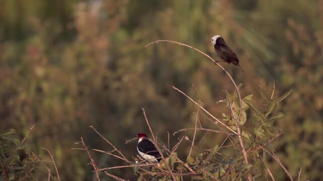 two birds Red-capped cardinal and White-headed Marsh Tyrant flycatcher marsh jungle rainforest