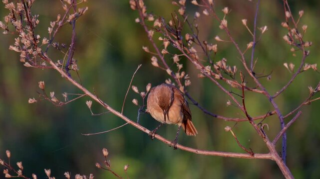 Close-up Rufous Hornero bird in tropical marsh near jungle rainforest