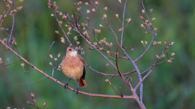 Close-up Rufous Hornero bird in tropical marsh near jungle rainforest
