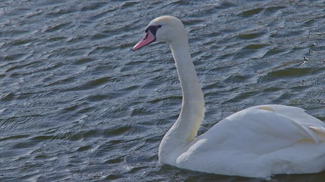 beautiful and gorgeous white feather swan bird animal on the water at the daytime on a sunny day in natural environment, wildlife nature vibe