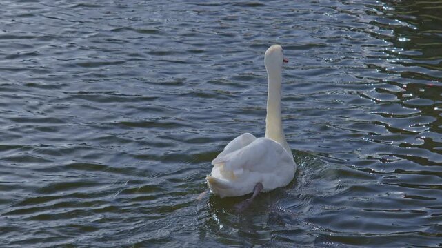beautiful white feather swan bird animal on the water goes along at the daytime on a sunny day in natural environment, wildlife nature vibe