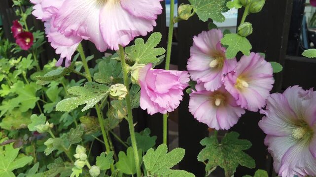 A bee hovers among the pistils of pink mallow flowers to suck nectar.
